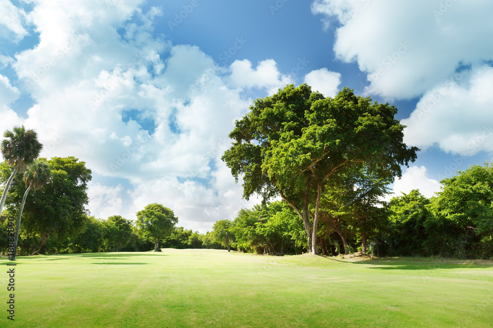 Fototapeta premium field of grass and trees