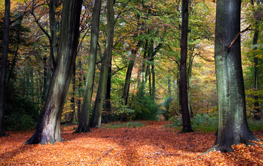 Wandcirkels Herfst Levendig herfstbos met kleurenpracht  © Meowgli