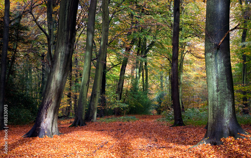 Vibrant woodland scene in autumn
