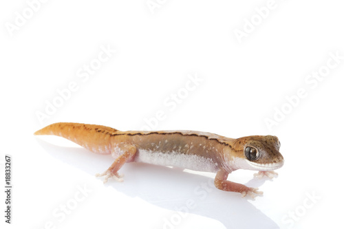 Striped Wheat-belt Stone Gecko