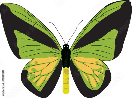 The drawn butterfly ornithoptera goliath