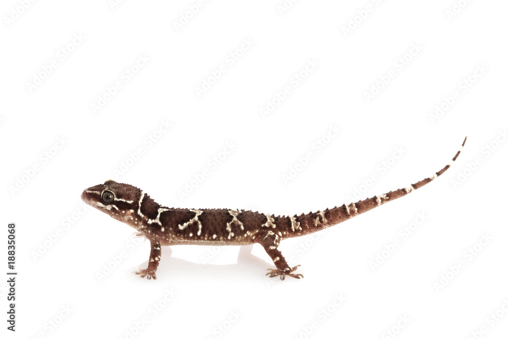 Naklejka premium Greater Termite Hill Gecko