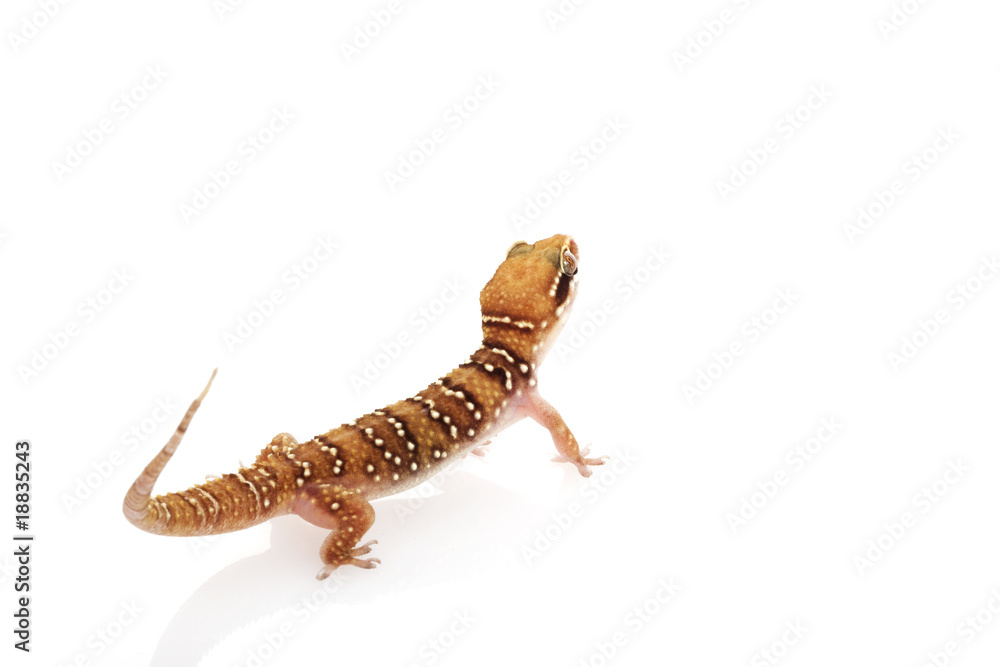 Fototapeta premium Lesser Termite Hill Gecko