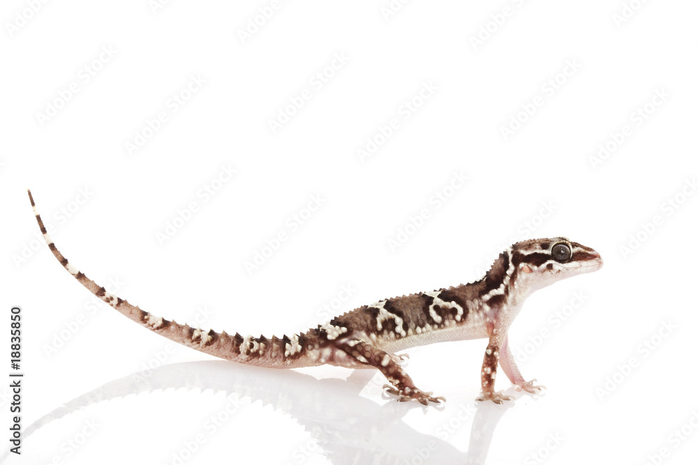 Naklejka premium Greater Termite Hill Gecko
