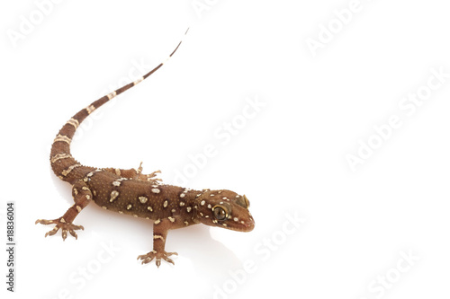 Bombay leaf-toed Gecko