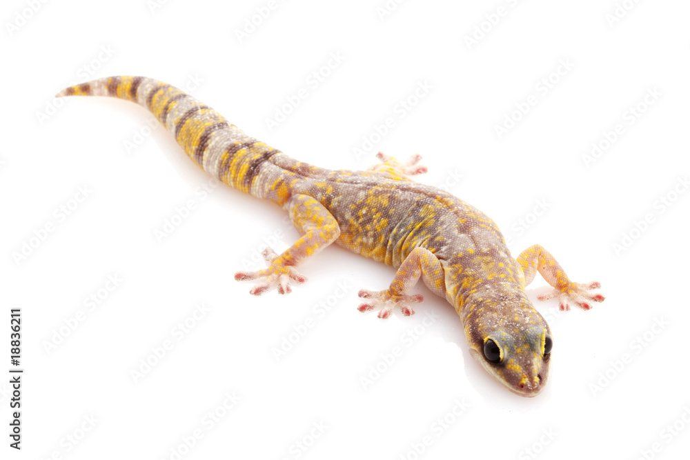 Naklejka premium Marbled Velvet Gecko