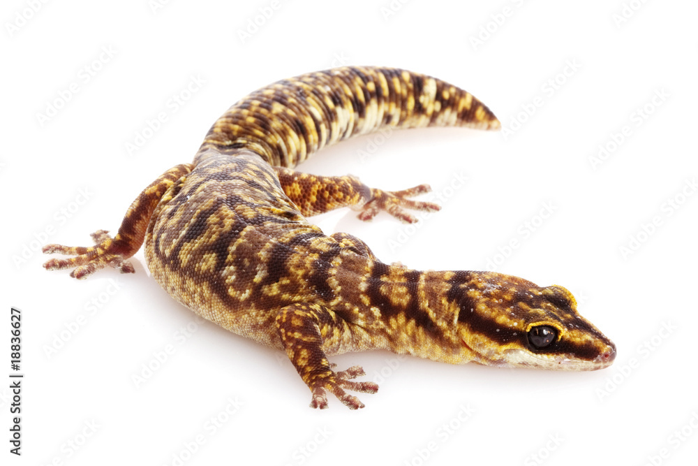 Obraz premium Marbled Velvet Gecko