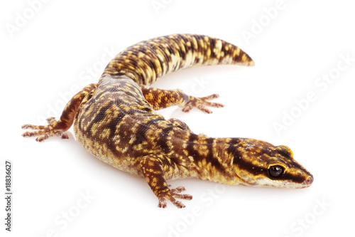 Marbled Velvet Gecko