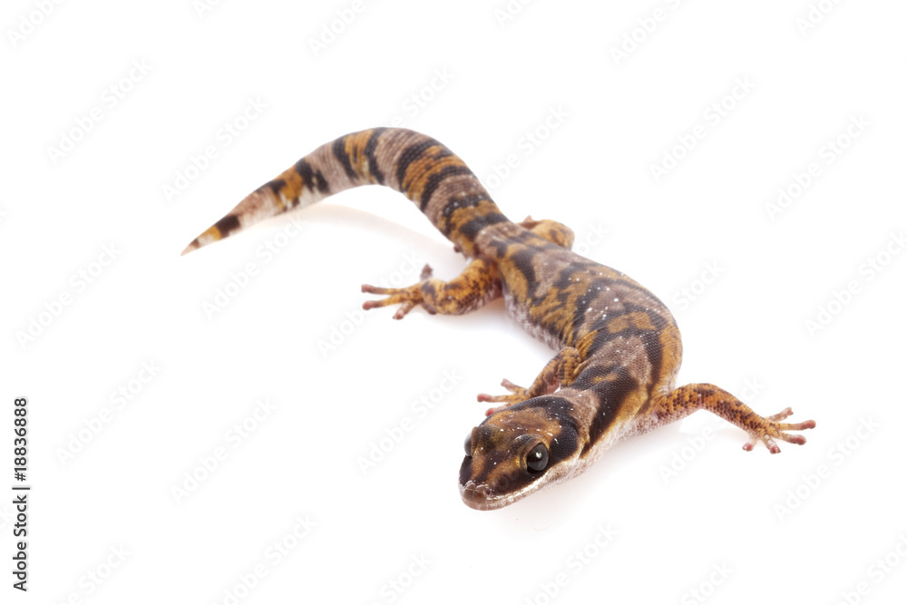 Naklejka premium Australian Northern Velvet Gecko