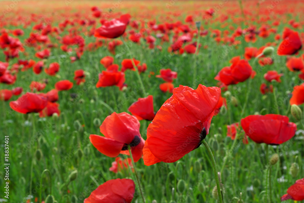 Big poppy meadow