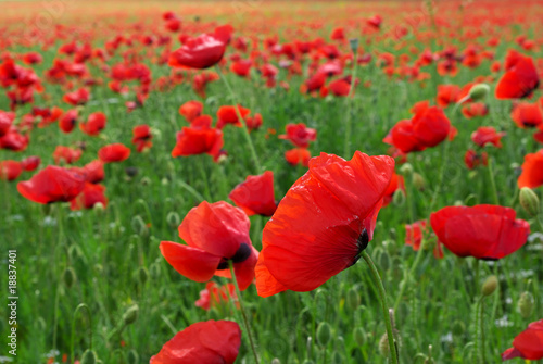 Big poppy meadow