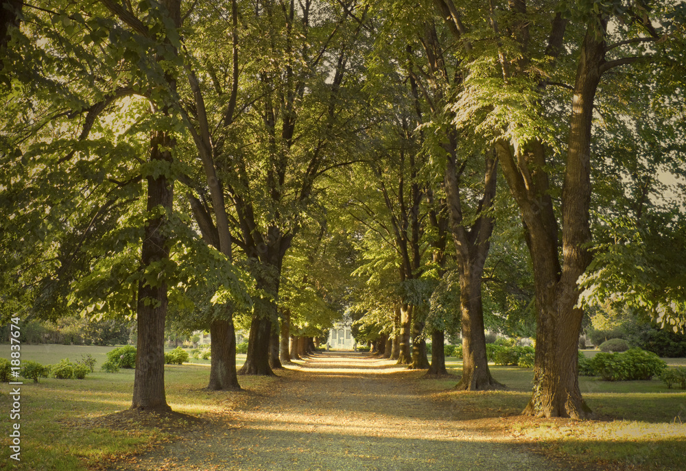 Autumnal alley