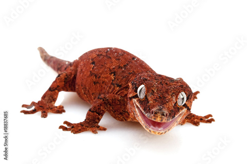 Gargoyle Gecko