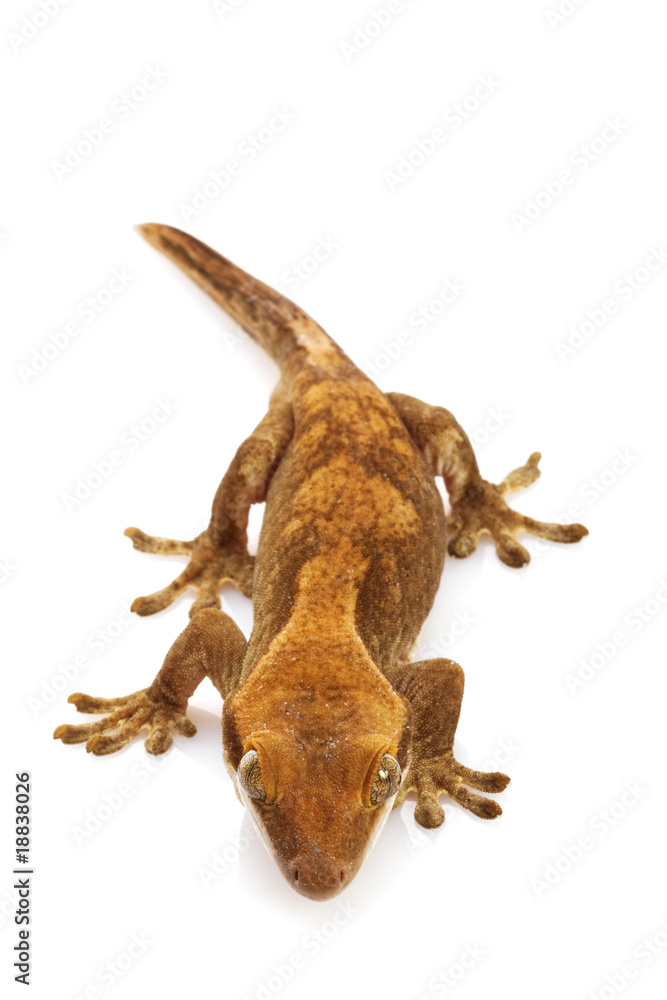 Obraz premium Slender Prehensile-tailed Gecko