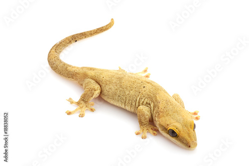Slender Prehensile-tailed Gecko