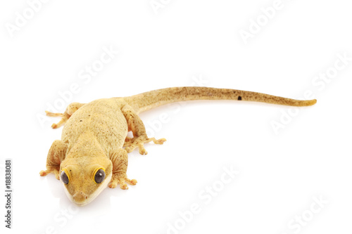 Slender Prehensile-tailed Gecko © fivespots