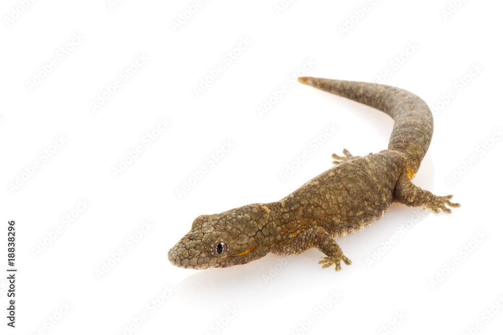 Naklejka premium Chameleon Gecko
