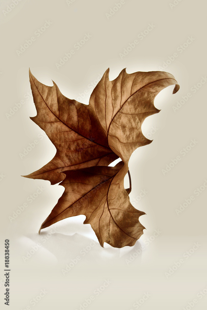Fototapeta premium Feuille de platane en automne