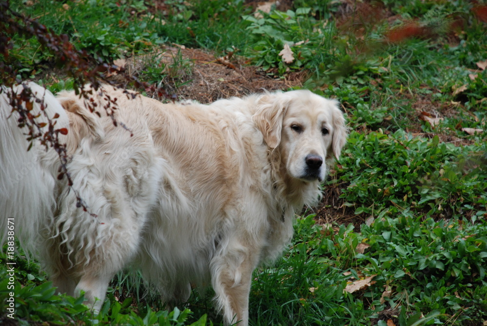 Golden Retriver Golden Retriver