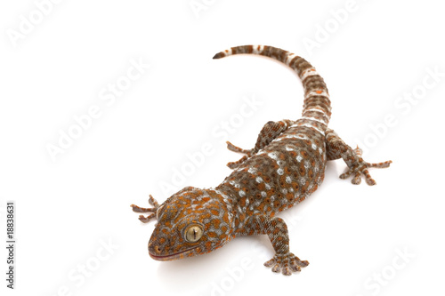 Tokay Gecko