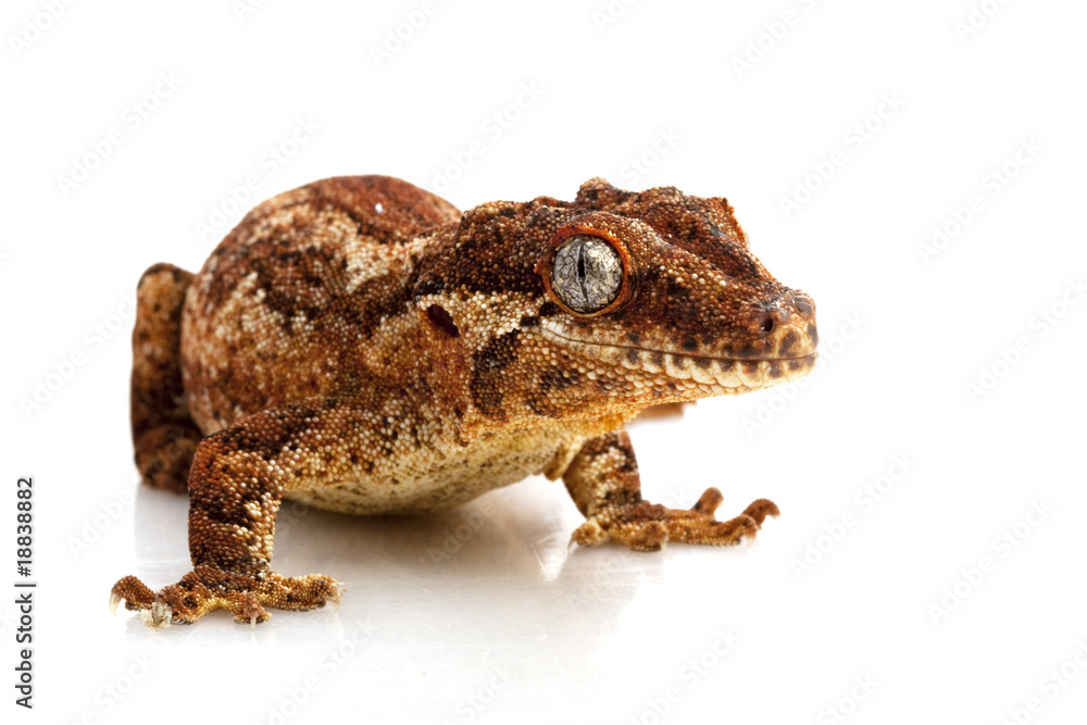 Fototapeta premium Gargoyle Gecko