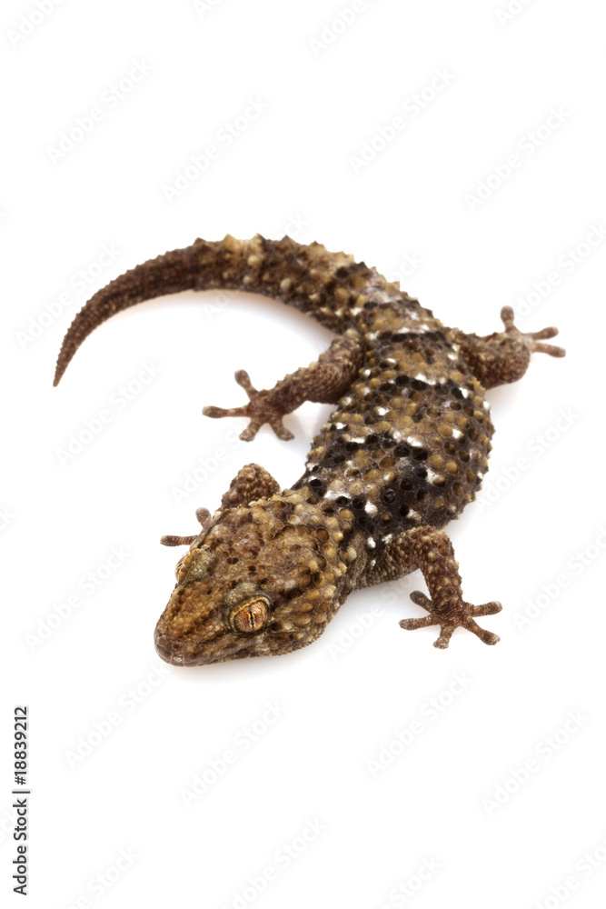 Naklejka premium Bibron¡¯s Gecko