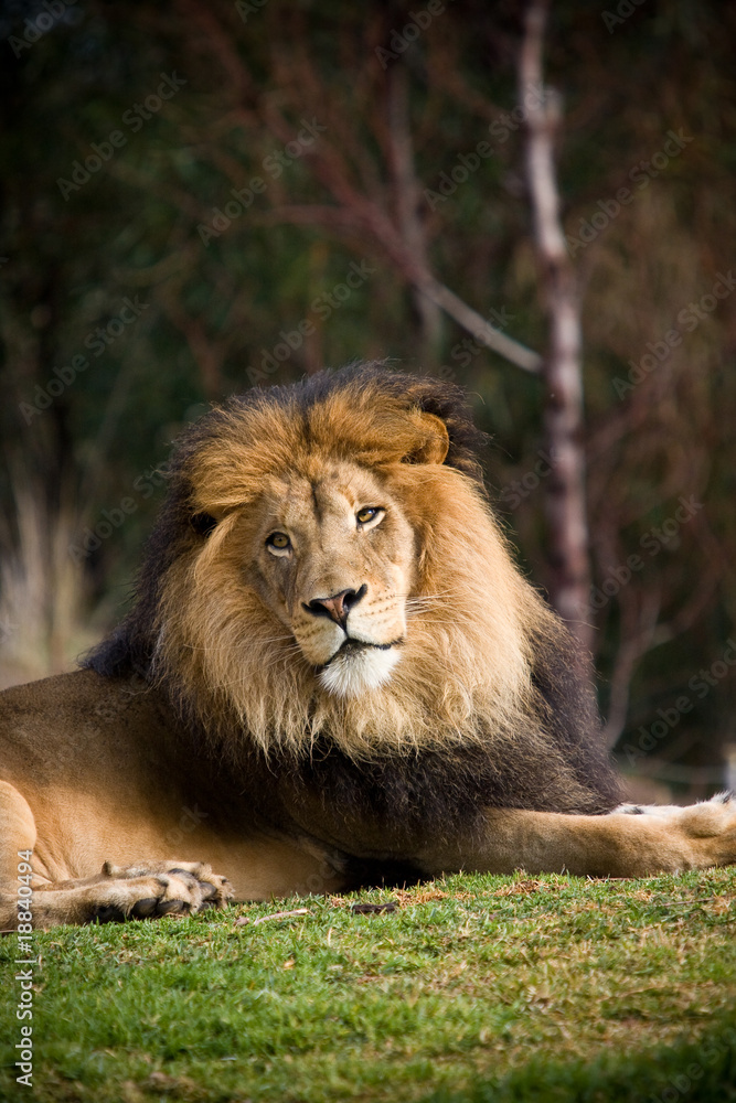 Fototapeta premium Lion