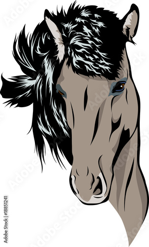 Icelandic Horse - Portrait 02 - color