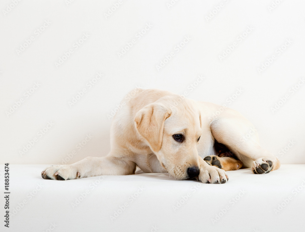 Cute labrador dog