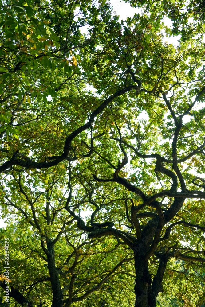 Branches et feuillage Branches et feuillage