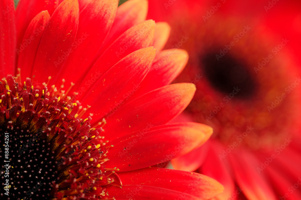 Gerbera Blumenschmuck Gerbera Blumenschmuck