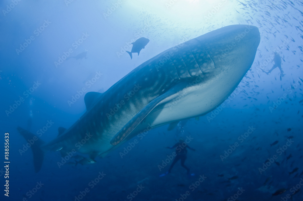 Naklejka premium Requin baleine dans le bleu avec des plongeurs
