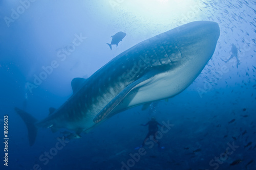 Requin baleine dans le bleu avec des plongeurs