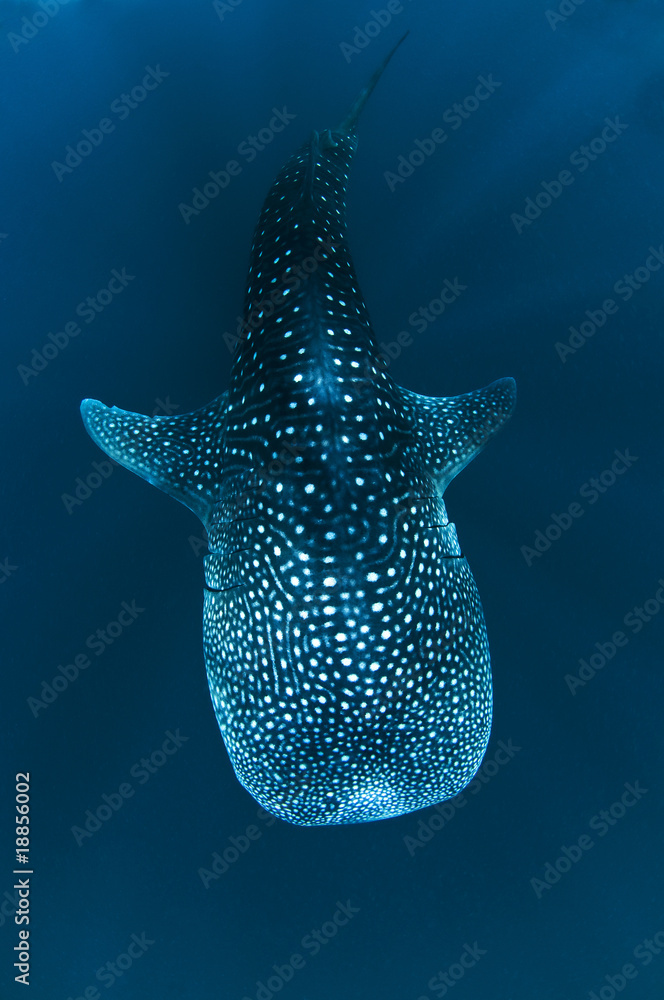 Fototapeta premium Requin baleine dans le bleu