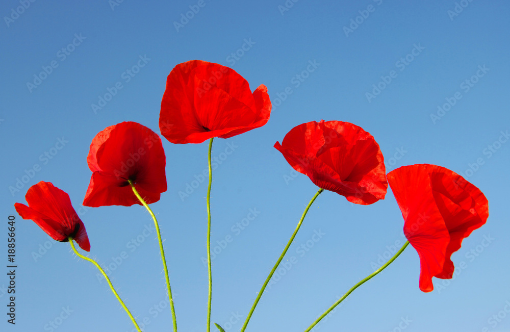Obraz premium red poppy