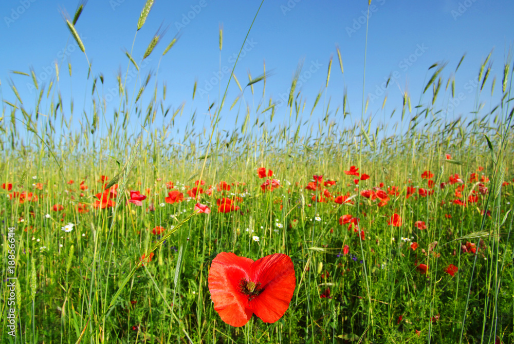 Obraz premium poppies