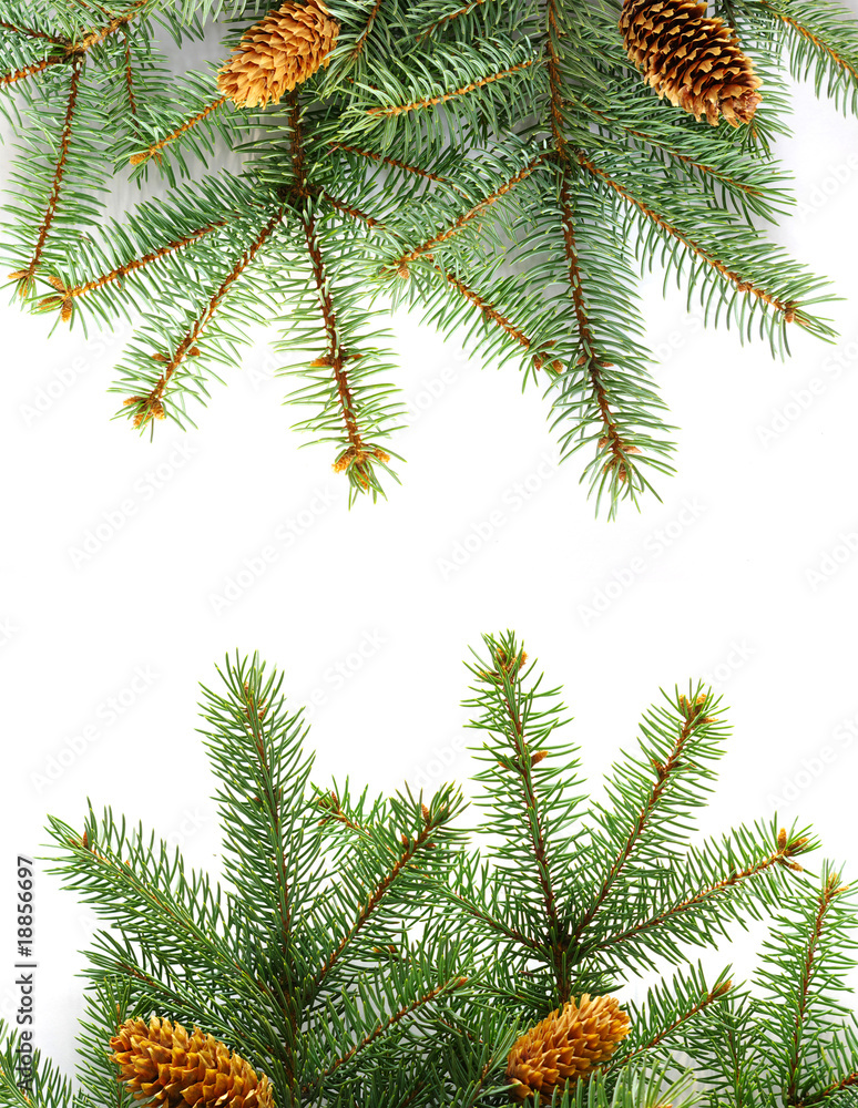 Pine branches