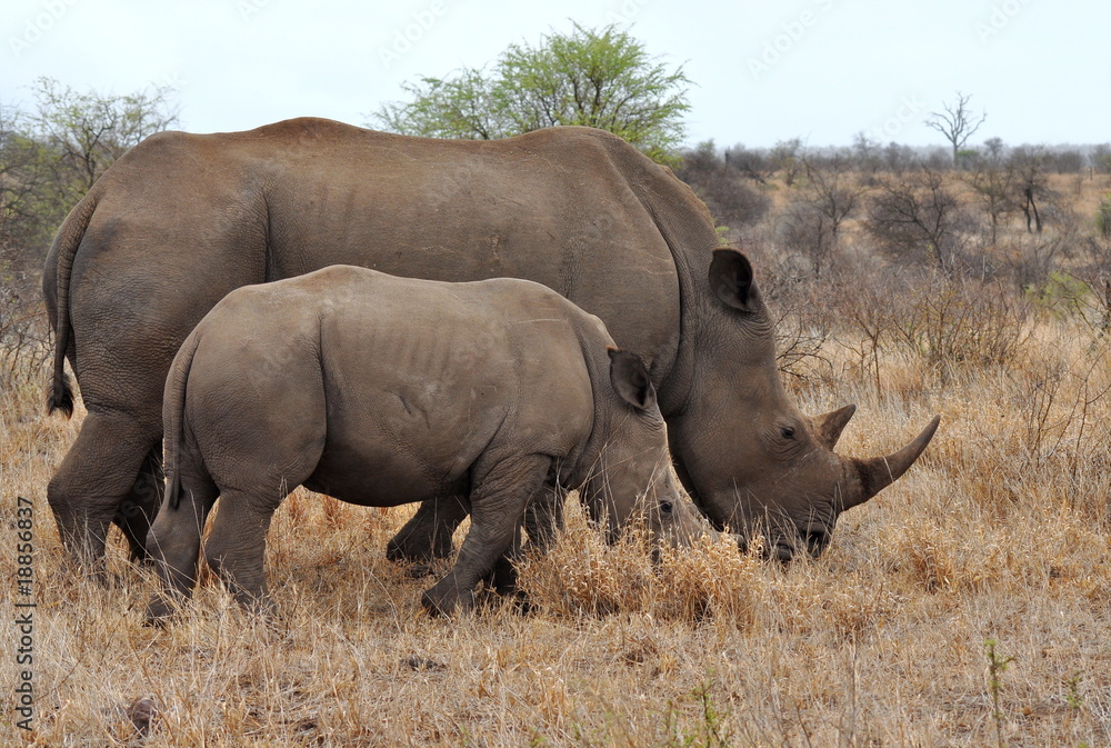 mother rhino with calf in Kruger national park,South Africa mother rhino with calf in Kruger national park,South Africa