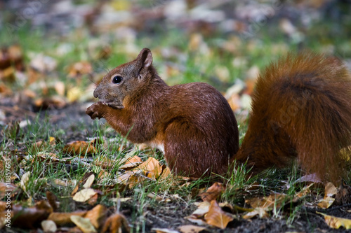 squirrel eating an acorn