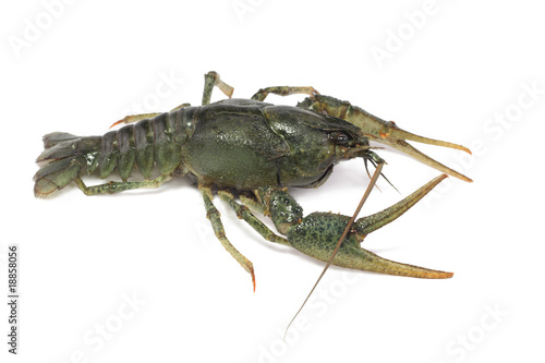 gray, delicious, alive crayfish creepse