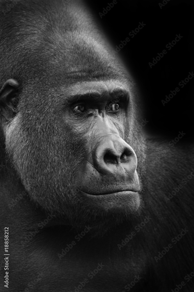 Obraz premium gorilla