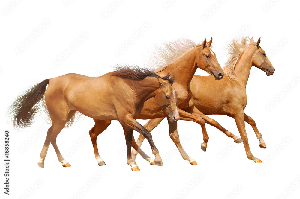 Obraz premium three horses on white