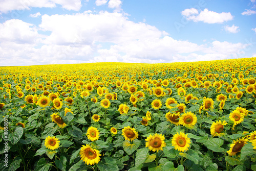 sunflower field © Pakhnyushchyy