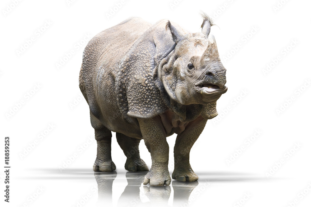 Obraz premium Nashorn wd347