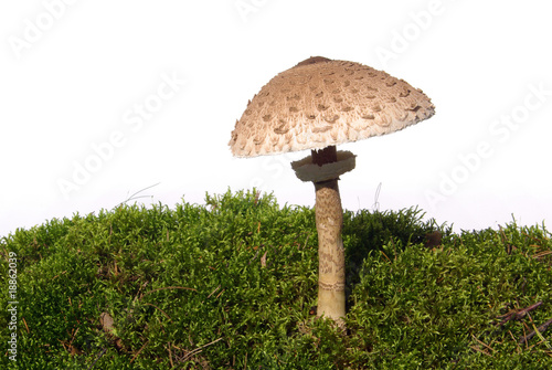 Riesenschirmpilz - Parasol mushroom 07 photo