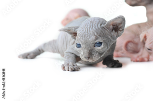 cute bald baby cat close up © Denis Tabler