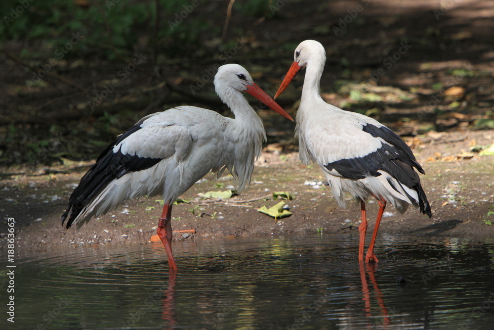 Fototapeta premium Weißstorch im Wasser