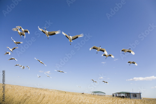 Tela migrating cranes
