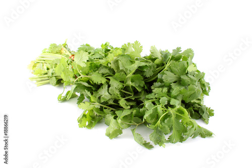 Cilantro or coriander