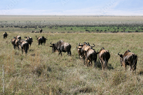 Wildebeest - Ngorongoro Crater, Tanzania, Africa © Sam D'Cruz